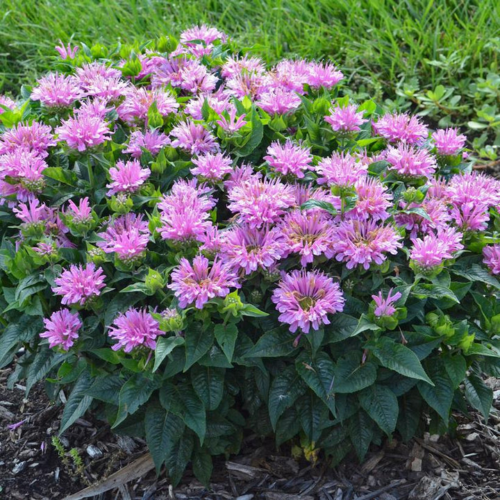 Monarda didyma 'Pardon My Lavender'  - Pardon My Lavender