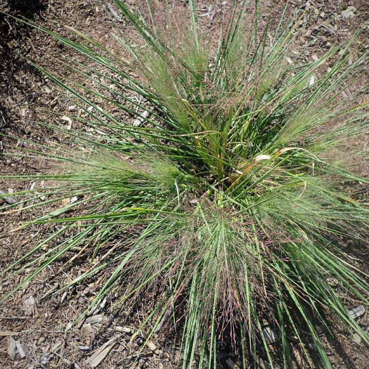 Schizachyrium scoparium 'Standing Ovation'  - Standing Ovation Little Bluestem