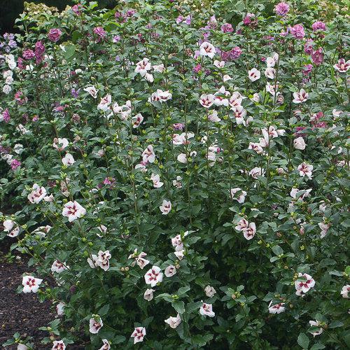 Hibiscus syriacus 'Antong Two'  - PW® Lil' Kim® Hibiscus