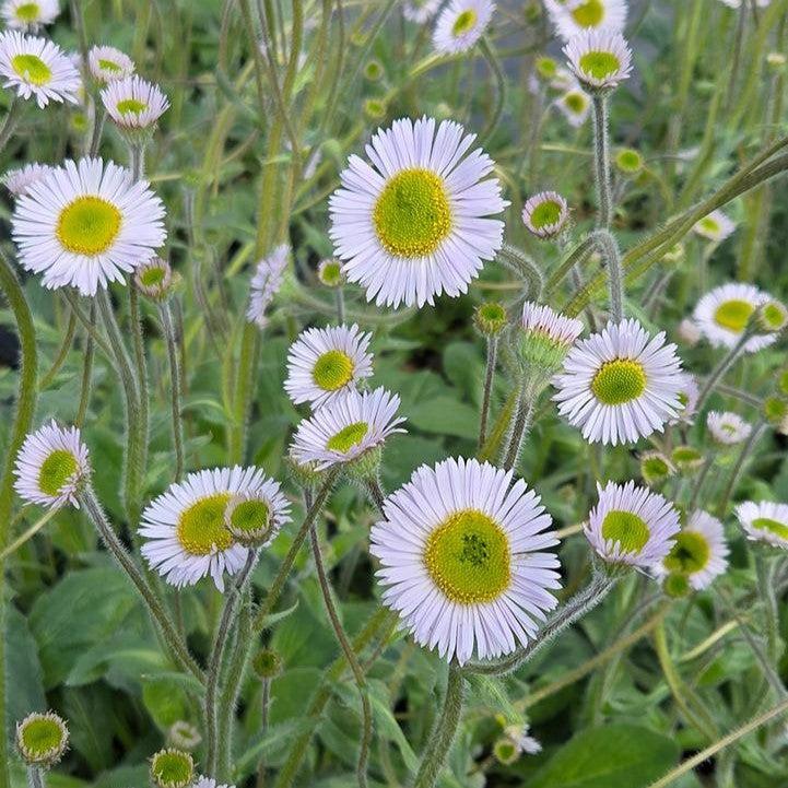 Erigeron pulchellus var. pulchellus 'Lynnhaven Carpet'  - Lynnhaven Carpet Robin's Plantain