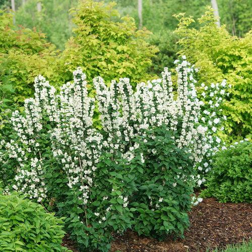 Philadelphus coronarius 'SMNPVG'  - Illuminati Tower® Mockorange
