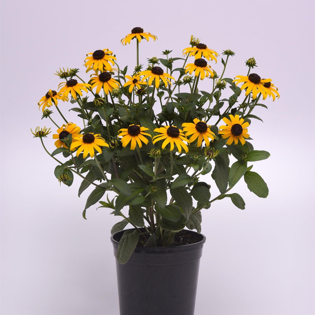 Rudbeckia fulgida var. sullivantii 'Gold Blitz'  - Gold Blitz Black-Eyed Susan