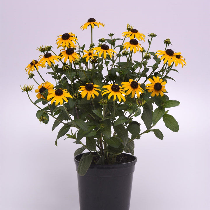 Rudbeckia fulgida var. sullivantii 'Gold Blitz'  - Gold Blitz Black-Eyed Susan