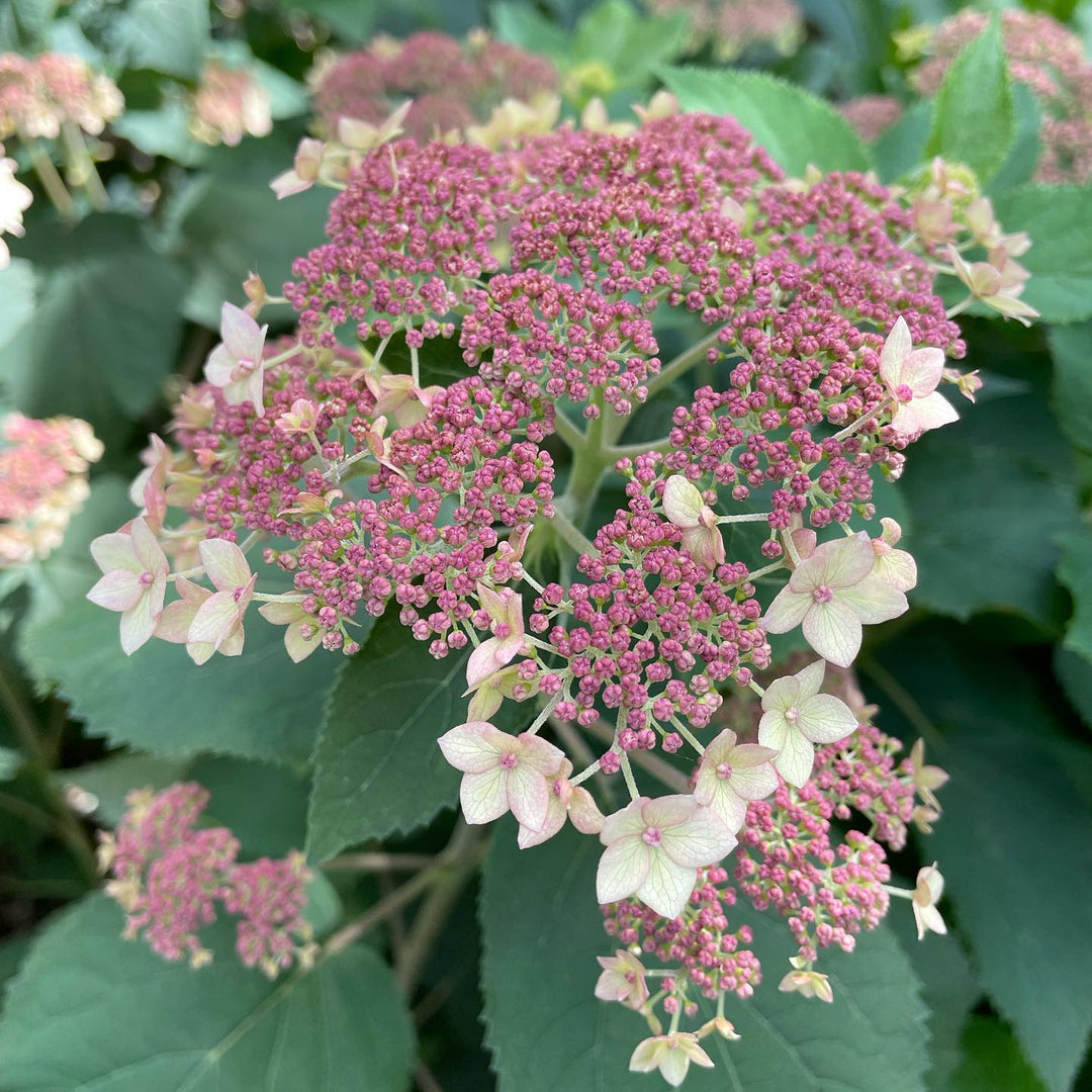 Hydrangea arborescens 'SMHALP'  - Pinky Pollen Ring™ Hydrangea