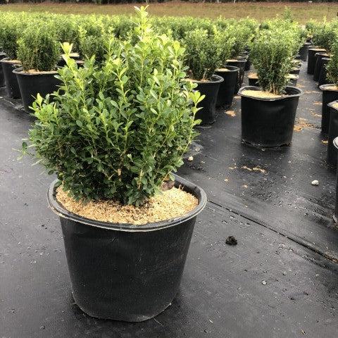 Buxus sinica var. insularis 'Franklin's Gem'  - Franklin's Gem Korean Boxwood