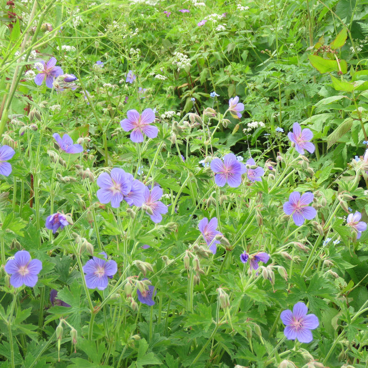 Geranium 'Azure Rush'  - Azure Rush Cranesbill