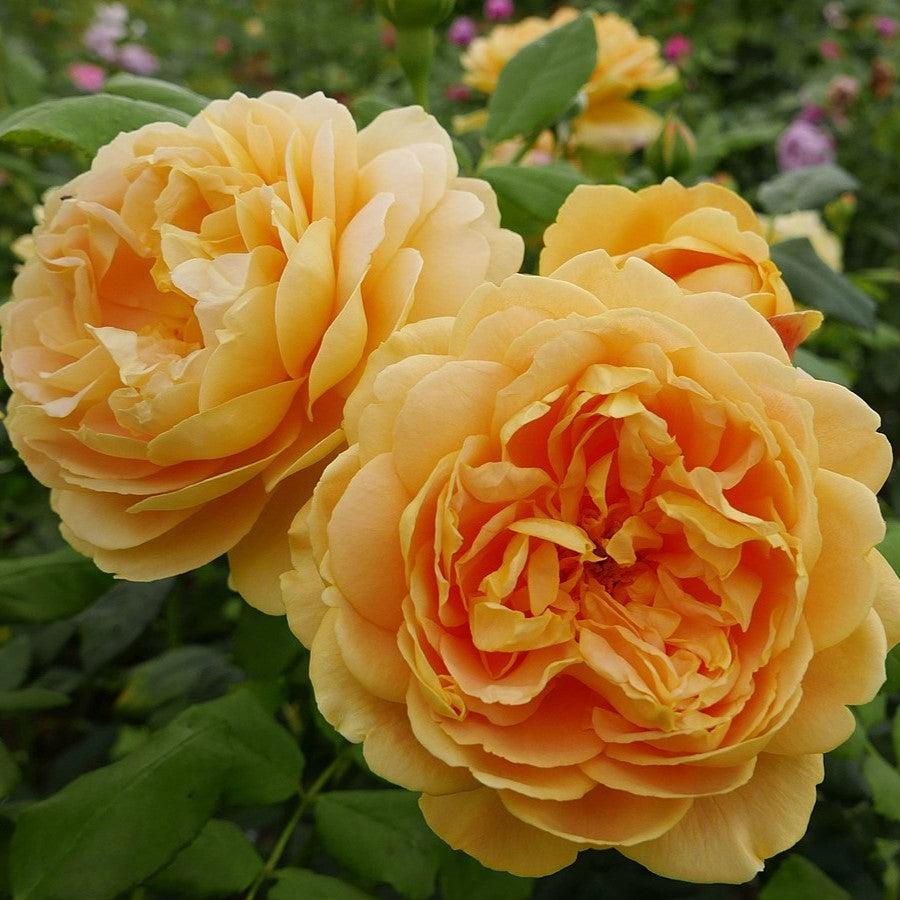 Rosa 'AUSgold'  - Golden Celebration Rose