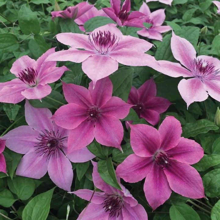 Clematis 'Donahros'  - Rosalie™ Clematis