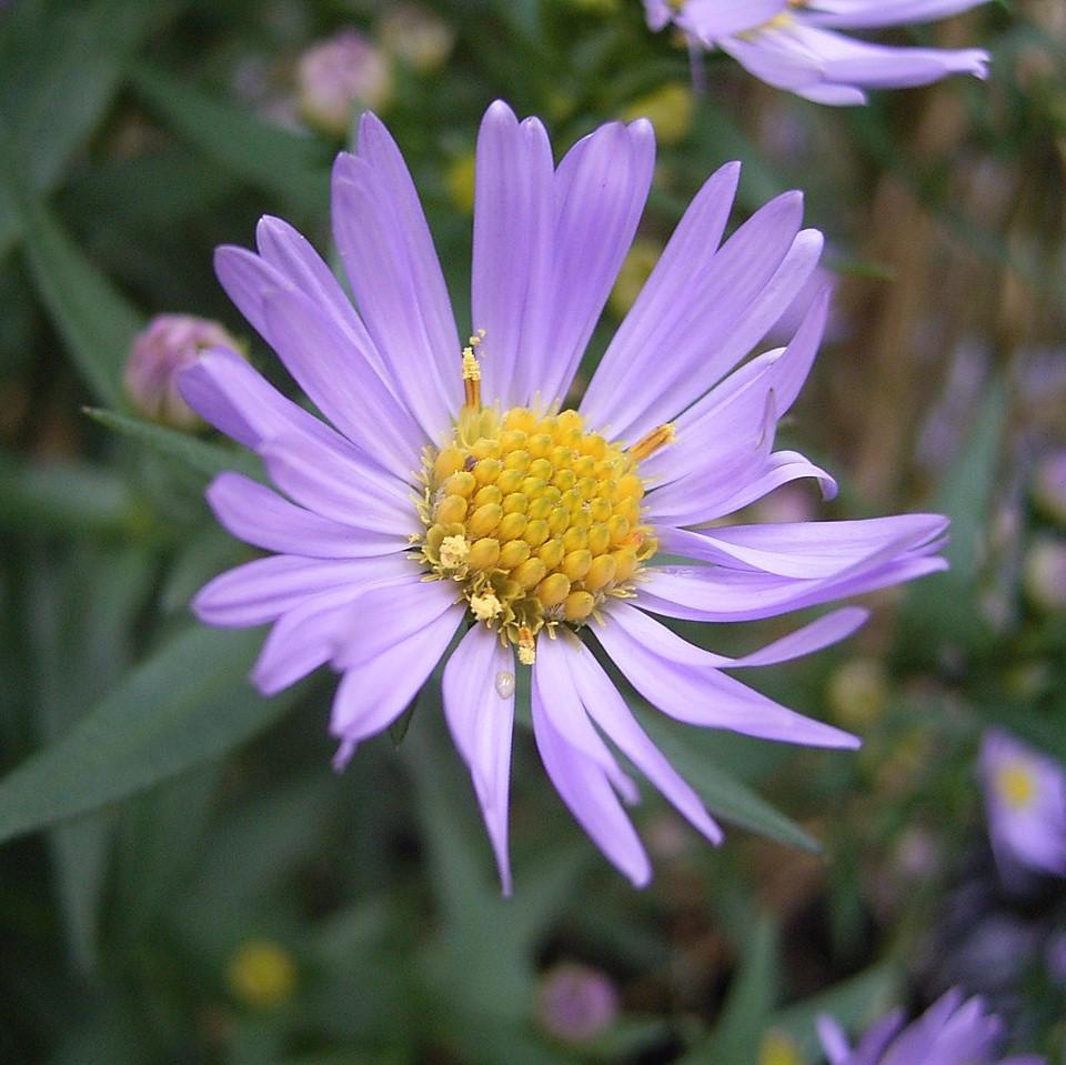 Aster novi-belgii  - New York Aster