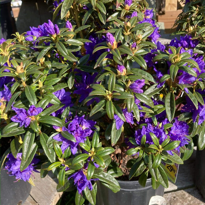 Rhododendron 'Blue Baron'  - Blue Baron Rhododendron
