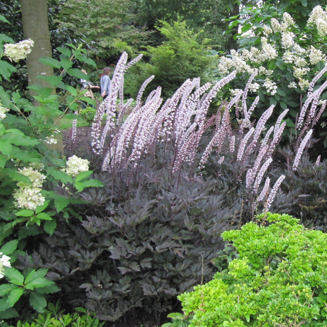 Actaea simplex 'Brunette'  - Brunette Bugbane, Cohosh