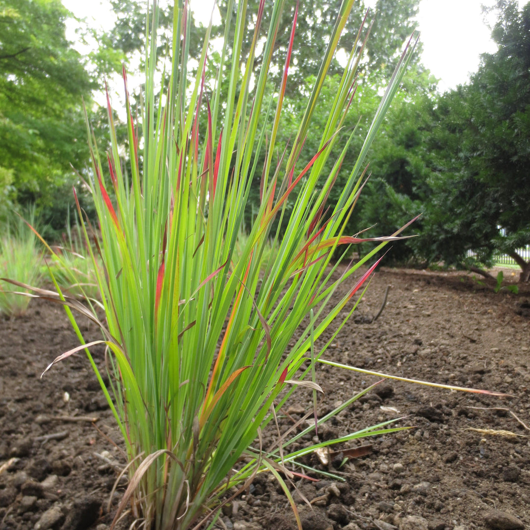 Schizachyrium scoparium 'Standing Ovation'  - Standing Ovation Little Bluestem