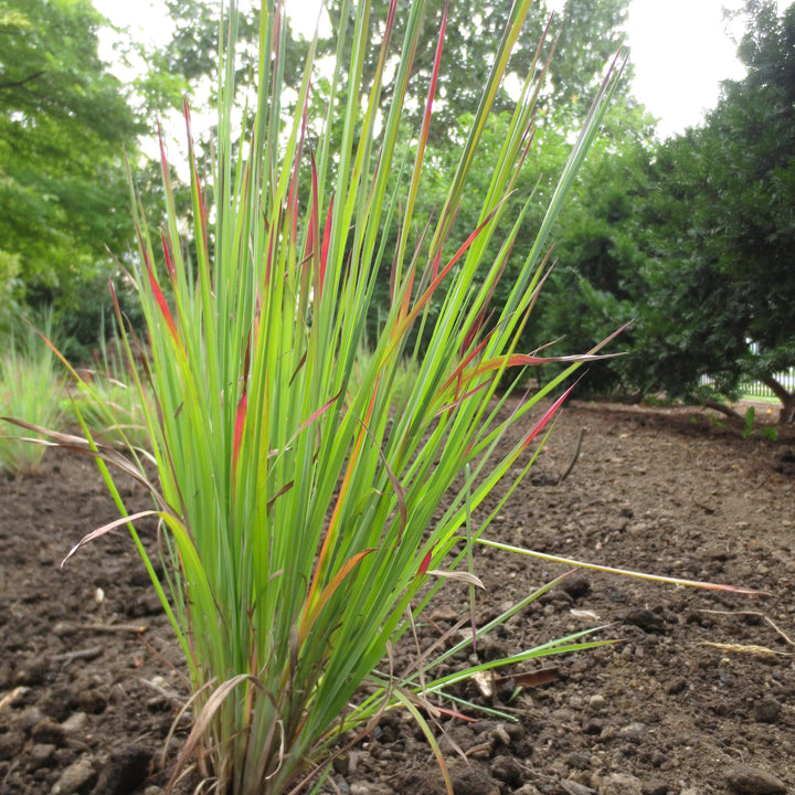Schizachyrium scoparium 'Standing Ovation'  - Standing Ovation Little Bluestem