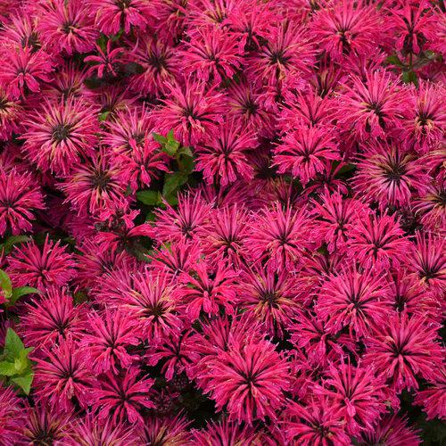 Monarda 'Leading Lady Razzberry' PP34130  - PW® Leading Lady Razzberry Bee Balm