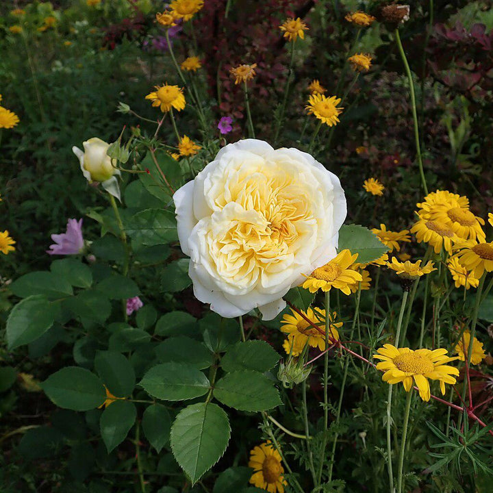 Rosa 'Auswalker'  - The Pilgrim® Rose