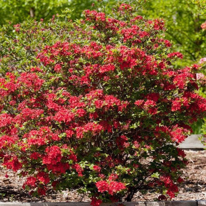 Rhododendron ''UMNAZ 633' PP33,787  - First Editions® Electric Lights™ Red Azalea