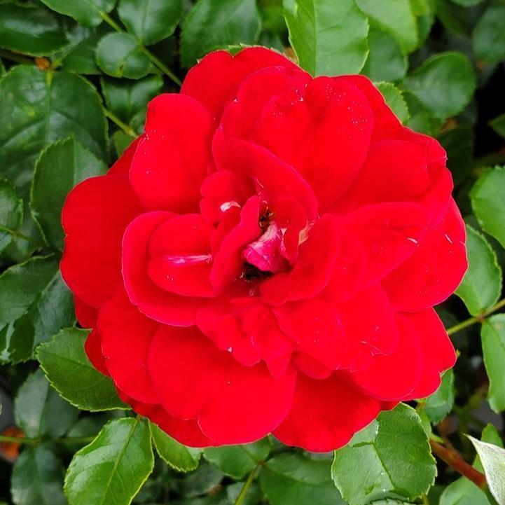 Rosa 'BAItown'  - Easy Elegance® Paint The Town Rose
