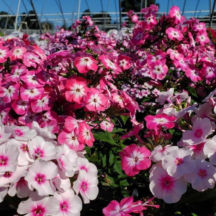 Phlox paniculata 'Volcano Melody'  - Volcano® Melody Phlox