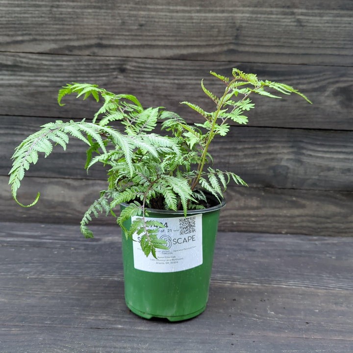Athyrium niponicum var. pictum  - Japanese Painted Fern