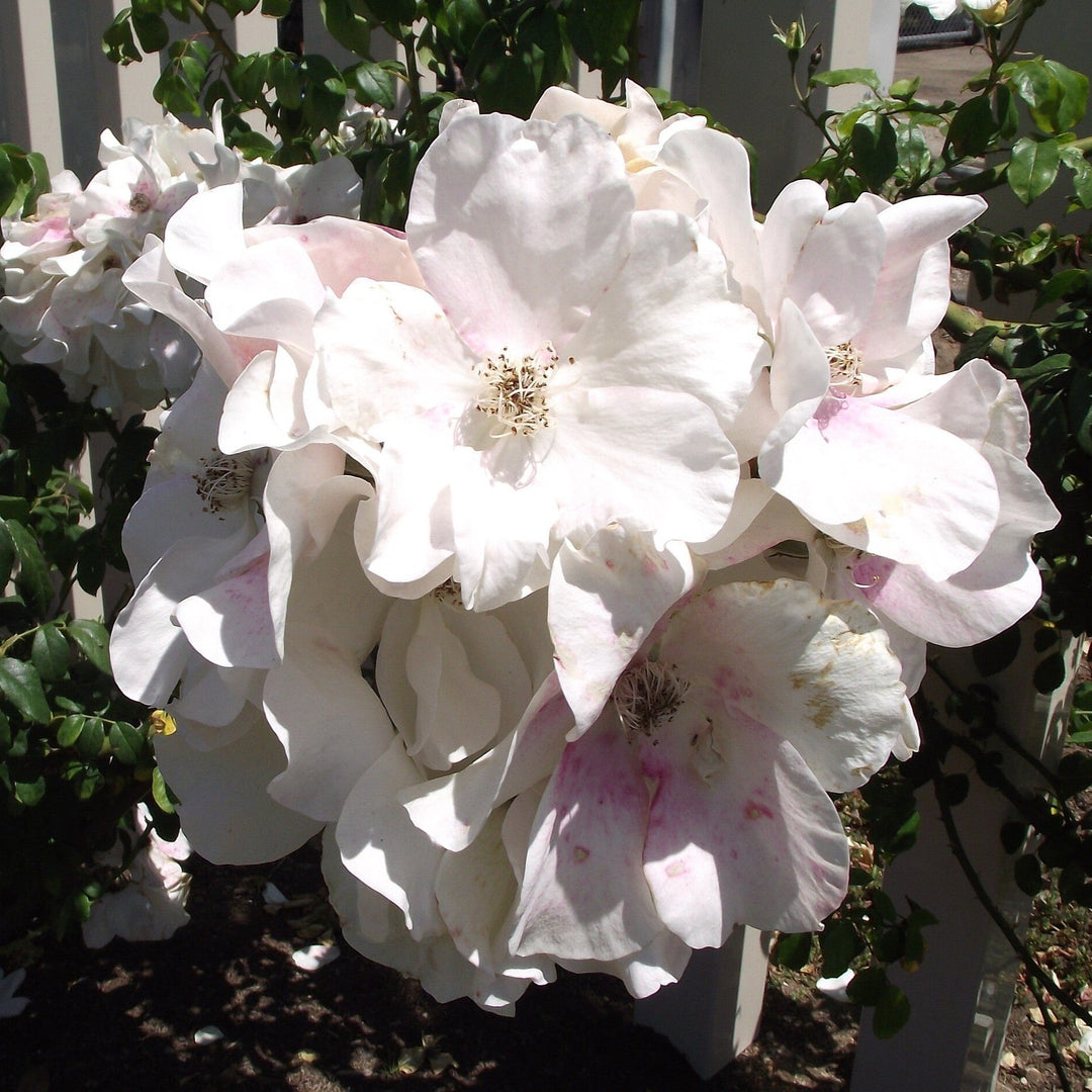 Rosa 'Sally Holmes'  - Sally Holmes Climbing Rose