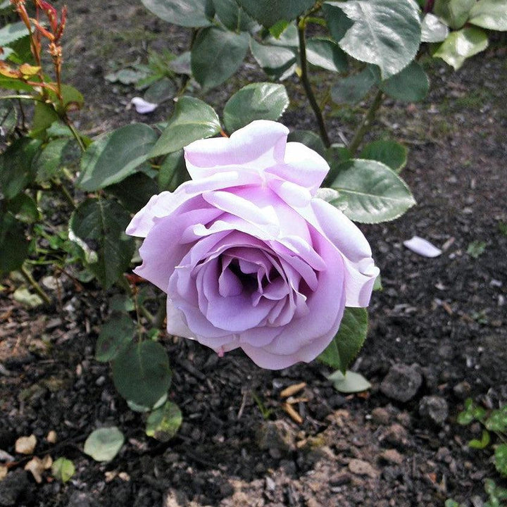 Rosa 'Blue Girl'  - Blue Girl Rose