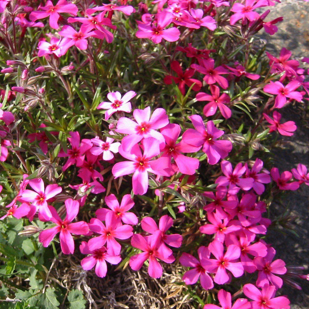 Phlox subulata 'Scarlet Flame'  - Scarlet Flame Creeping Phlox