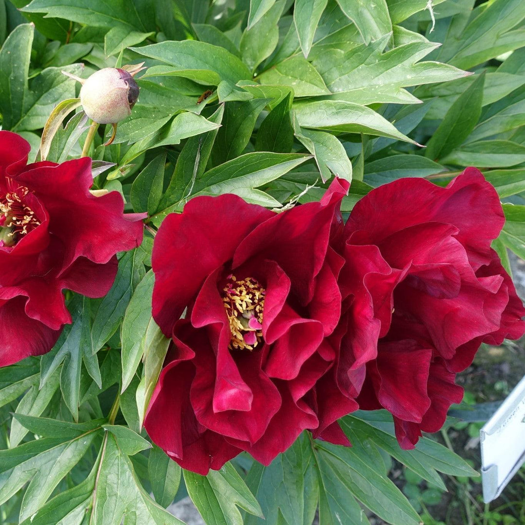 Paeonia 'Scarlet Heaven'  - Scarlet Heaven Itoh Peony