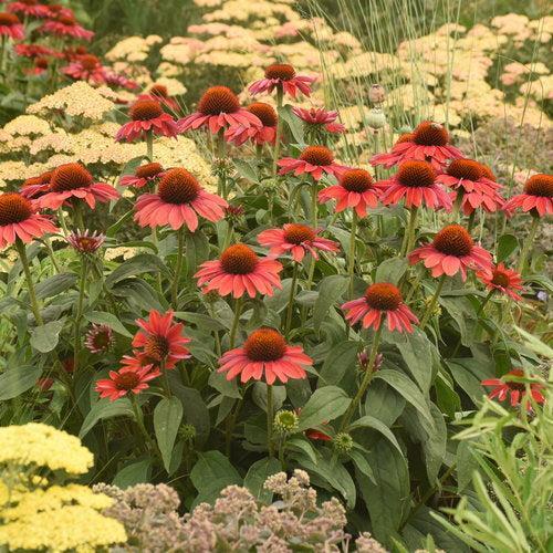 Echinacea 'Frankly Scarlet'  - Color Coded® Frankly Scarlet Echinacea