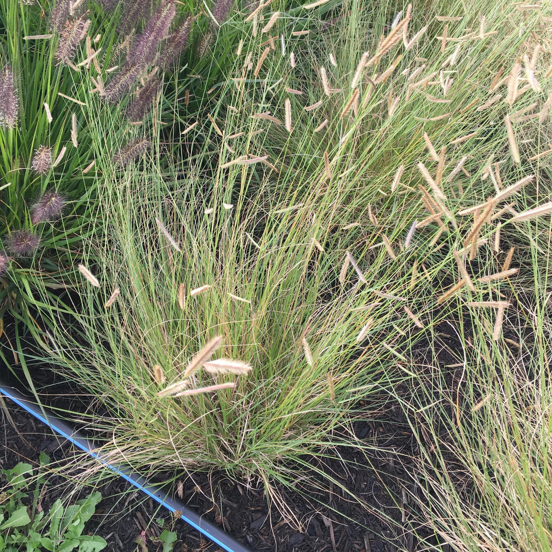 Bouteloua gracilis 'Honeycomb'  - Honeycomb Blue Grama