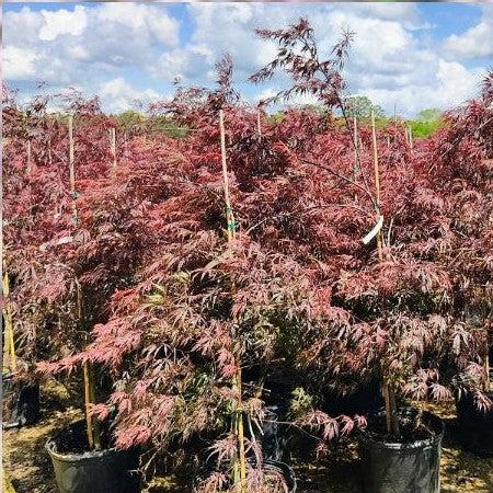 Acer palmatum var. dissectum 'Tamukeyama'  - Tamukeyama Japanese Maple