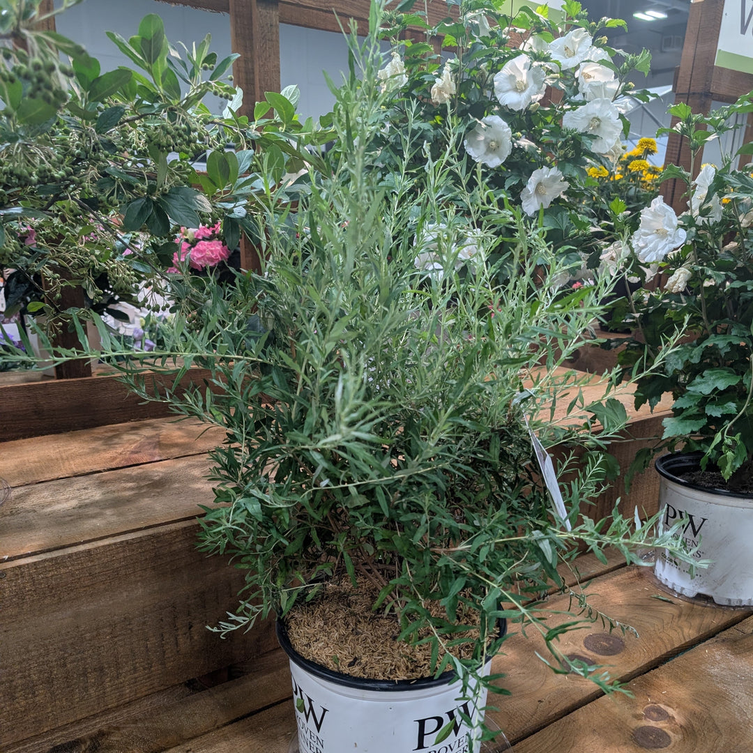 Buddleia alternifolia 'Mop Top’  - Mop Top™ Fountain Butterfly Bush
