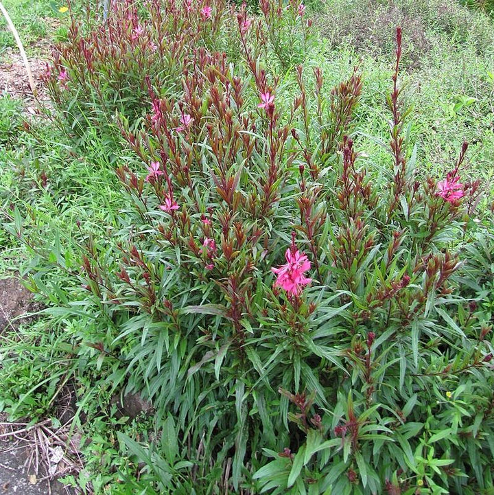 Gaura lindheimeri 'Kleau 04263'  - Belleza™ Dark Pink Gaura