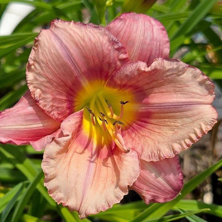 Hemerocallis 'Stephanie Returns'  - Stephanie Returns Daylily