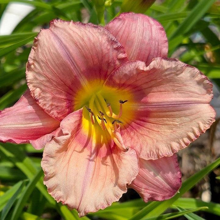 Hemerocallis 'Stephanie Returns'  - Stephanie Returns Daylily