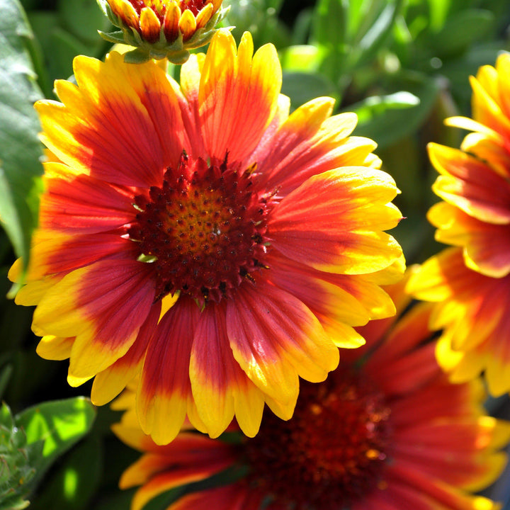 Gaillardia x aristata 'Arizona Sun'  - Arizona Sun Blanket Flower