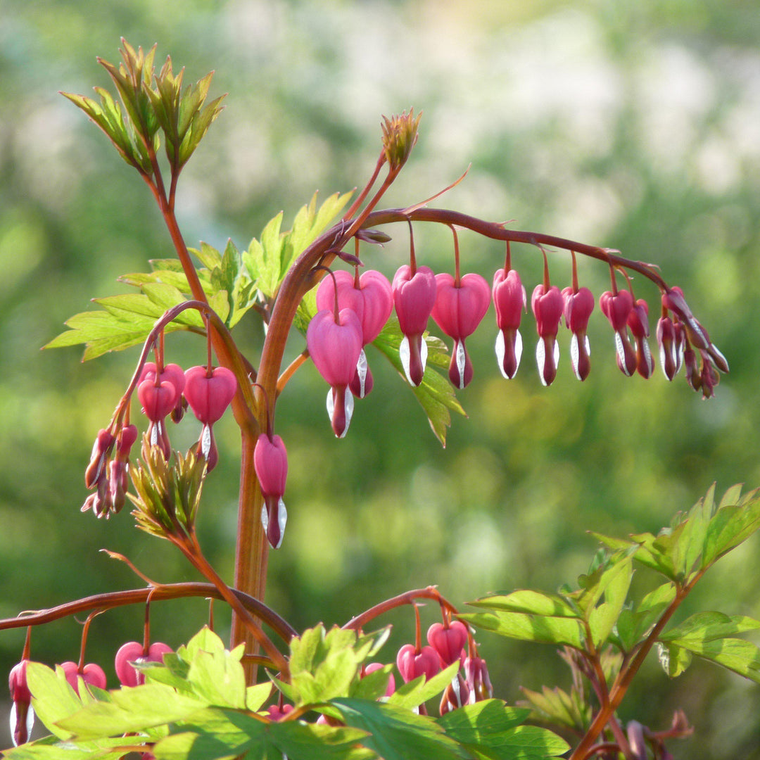 Dicentra spectabilis 'Gold Heart'  - Gold Heart Bleeding Heart