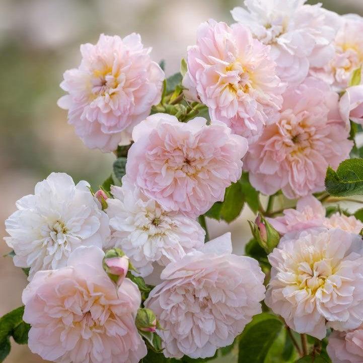 Rosa 'Ausmajesty'  - Elizabeth® Rose
