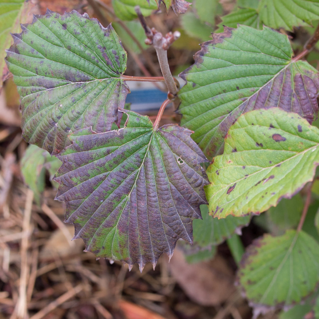 Viburnum dentatum 'Ralph Senior'  - Autumn Jazz® Viburnum