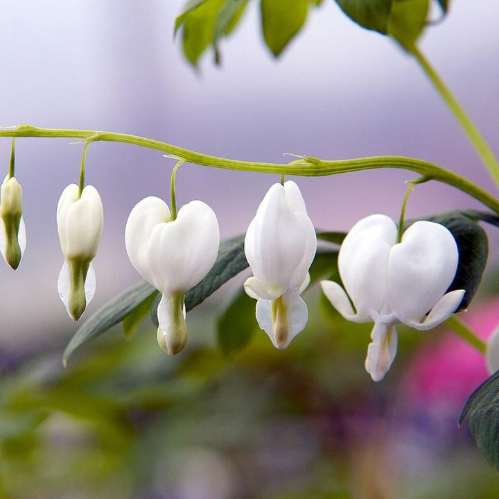 Dicentra spectablis 'Alba'  - White Bleeding Heart