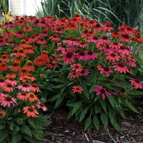 Echinacea 'Firefinch'   - PW® Summersong™ Firefinch™ Coneflower