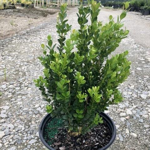 Buxus ‘SB300’ PP32421  - NewGen™ Freedom® Boxwood