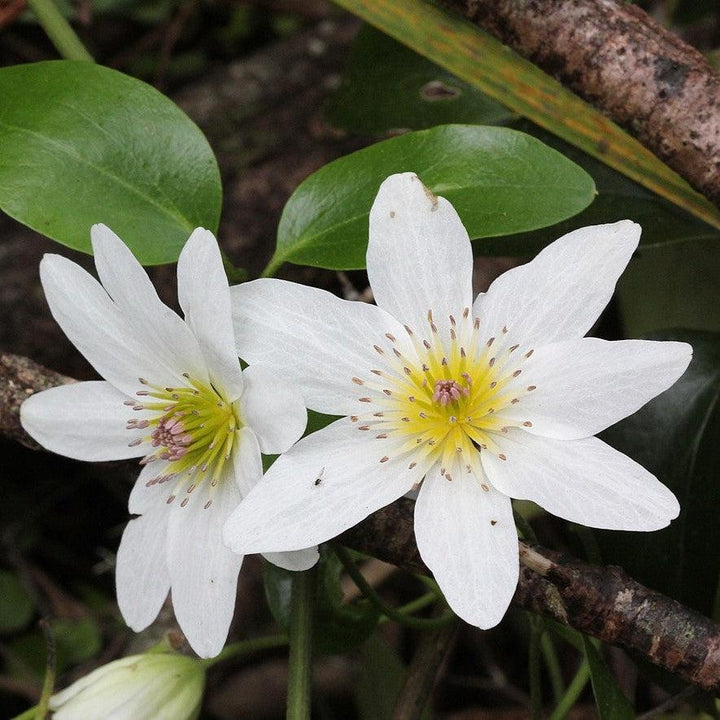 Clematis paniculata  - Autumn Clematis