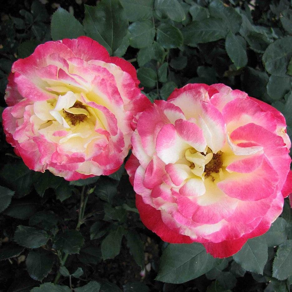 Rosa 'ANDeli'  - Double Delight™ Rose