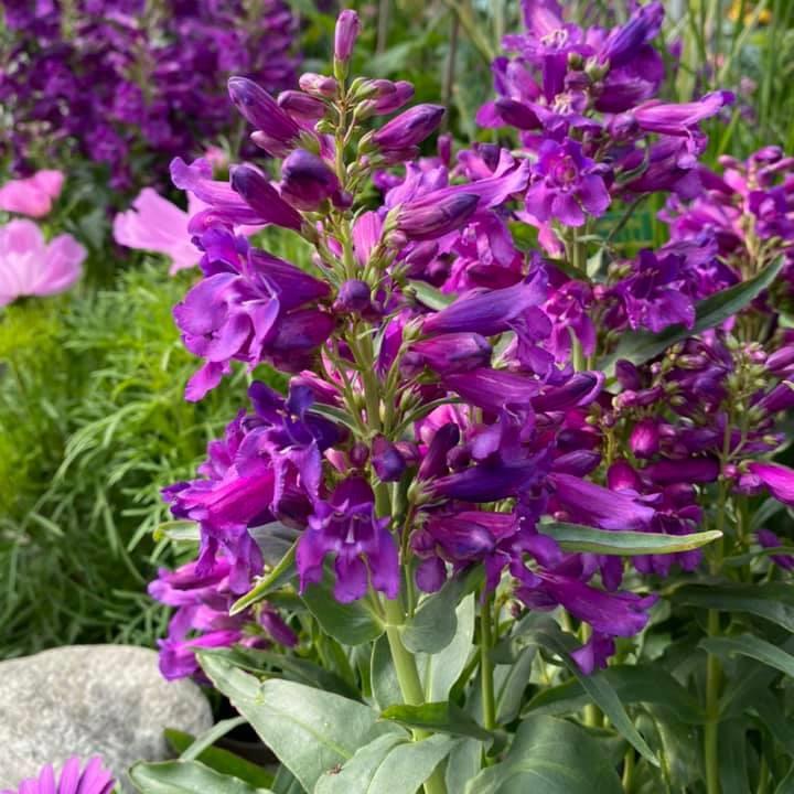 Penstemon 'Pristine Lilac Purple'  - Pristine Lilac Purple Beardtongue