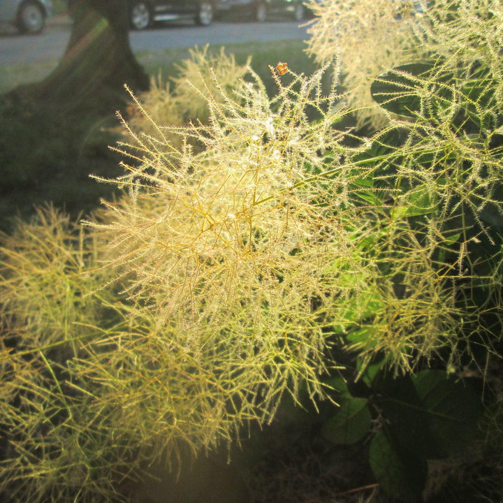 Cotinus coggygria 'MINCOJAU3'  - Winecraft Gold® Smokebush