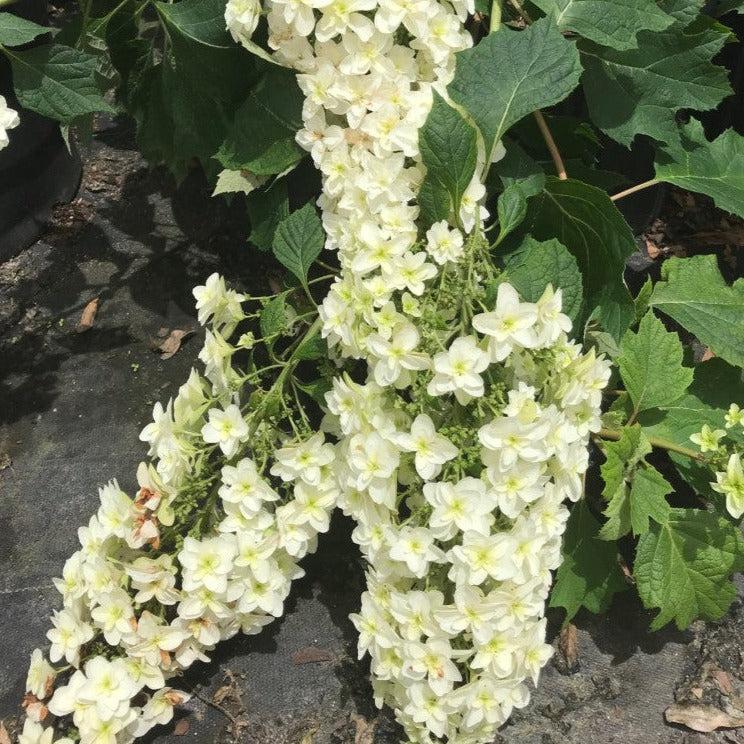Hydrangea quercifolia 'Snowcicle'  - Snowcicle Hydrangea