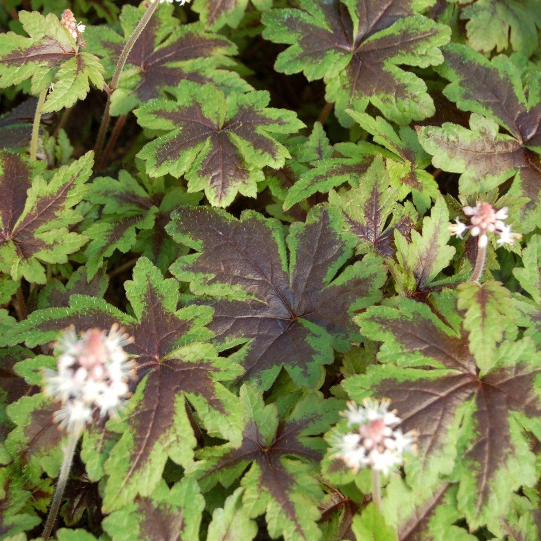 Tiarella 'Sugar and Spice'  - Sugar and Spice Foamflower