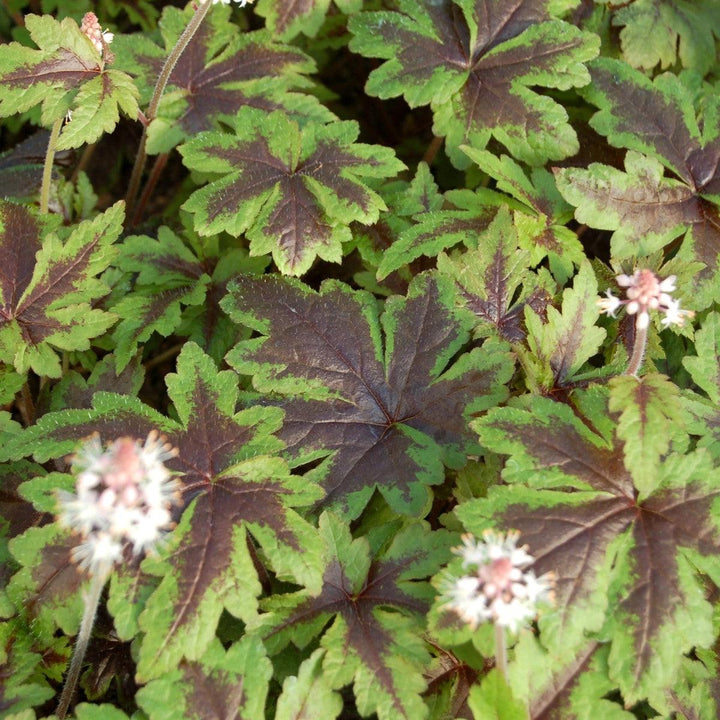 Tiarella 'Sugar and Spice'  - Sugar and Spice Foamflower