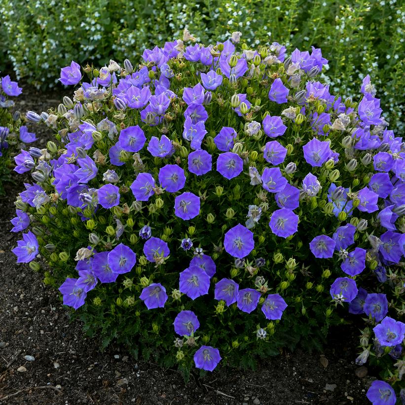 Campanula carpatica 'Rapido Blue'  - Rapido Blue Bellflower
