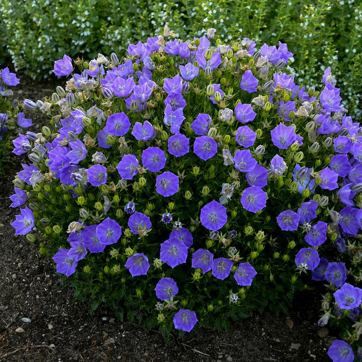 Campanula carpatica 'Rapido Blue'  - Rapido Blue Bellflower